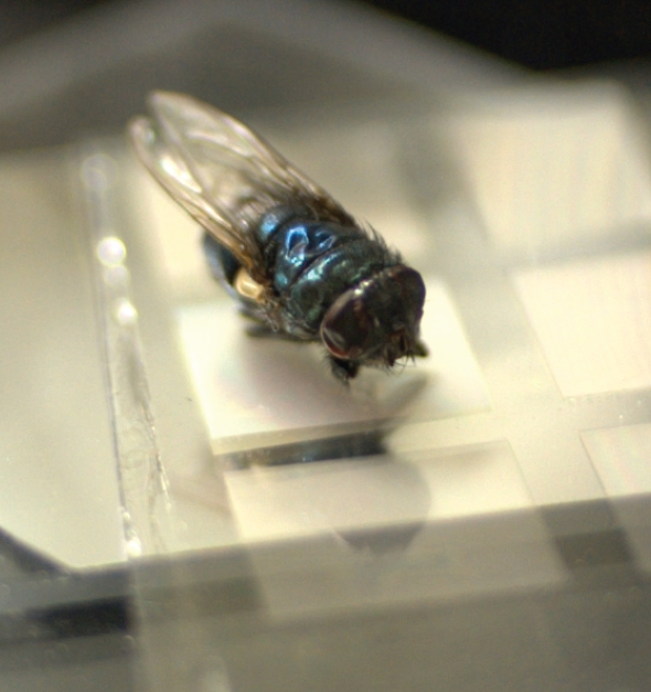 The weight of a fly is sufficient to trigger a signal in the artificial skin pressure sensor realized by Zhenano Bao and colleagues.